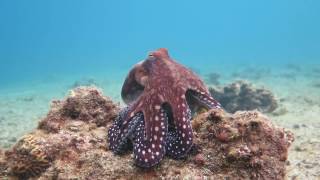 Octopus changes color and texture  Eilat [upl. by Ennaej]