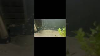 Convict VS blue parrot cichlid fry [upl. by Thierry162]