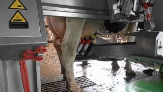 Lely Astronaut A4 nelle grandi aziende  ITALY LC CERESARA [upl. by Enomes]