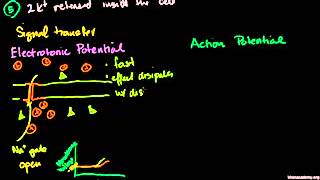 电紧张电位与动作电位 Electrotonic and Action Potentials [upl. by Ricard]