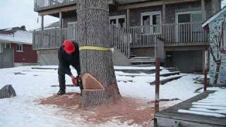 Certified Arborist Tree Removal in St Catharines Niagara  Oakville Ontario [upl. by Dennis]