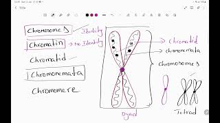 chromosome chromatin chromomere chromonemata Nucleus NucleolusNuclein Nucleolus poreNuclein [upl. by Roxana873]