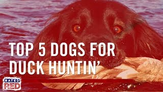 Top 5 Dogs for Duck Huntin’ [upl. by Lednyc]