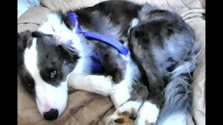 Throwback Feature Zoey the Border Collie Groans for a Petting  Age 1 bordercollie [upl. by Wallach]