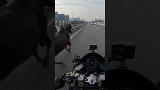 Cow got stuck on an elevated highway 🥹  youtubeshorts  viral  rescue  shorts [upl. by Arabelle]