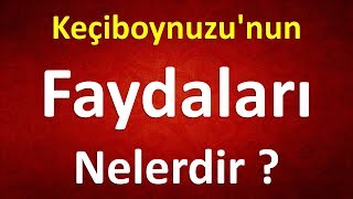 Keçiboynuzunun Faydaları Nelerdir [upl. by Aliehs]