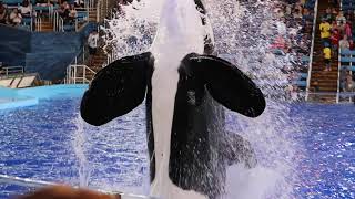 Kyuquot Alien during Orca Encounter at SeaWorld Texas [upl. by Gaidano]