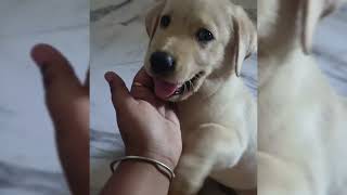 Ma nei tai dustumi bere geche❤️🧿😊 foryou labradorretreiver shortvideo viralvideo views [upl. by Mouldon]