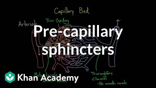 Precapillary sphincters  Circulatory system physiology  NCLEXRN  Khan Academy [upl. by Nohsad]