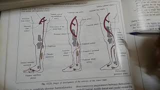 9 Development of arteries of lower limb [upl. by Neitsabes]