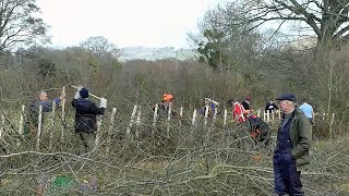 Hedge Laying Match at Llangattock South Wales Monmouthshire Style Hedge Laying [upl. by Annavas645]