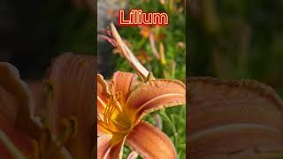 Lily lat Lílium is a genus of plants of the Liliaceae family Liliaceae [upl. by Katuscha]