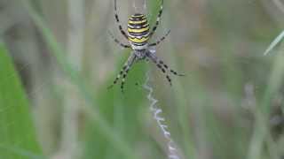 Wespspin Argiope bruennichi vangt zweefvlieg [upl. by Penthea]