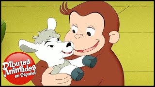 Jorge el Curioso en Español 🐵El Negocio de Jorge y Allie 🐵 Capitulos completos del Mono Jorge [upl. by Radbourne972]