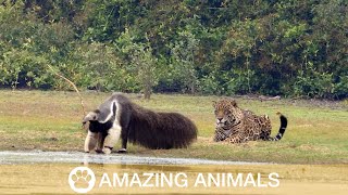 Jaguar Stalks Giant Anteater Only To Watch It Walk Off [upl. by Wanonah]