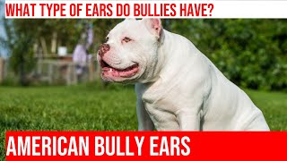 American Bully Ears Types amp Meaning [upl. by Petigny]