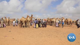 Drought Forces Somali Livestock Farmers to Live in Camps for Displaced People [upl. by Annawat372]