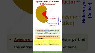 Apoenzyme  Cofactor  Holoenzyme shorts [upl. by Florida]