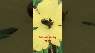 Pollination by insect pollen grains on insect body wounderful insect buzzpollination apiary [upl. by Kolosick]