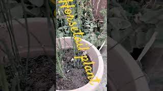 hostel plant for garden and fast hair growth [upl. by Schell346]