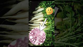 Radish root under the microscope shortsvideo shorts raddish roots Zoominthings [upl. by Valerle]