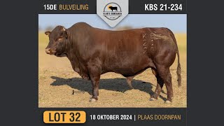 Lot 32  Vlakte Bonsmara Bulveiling  18 Okt 2024 [upl. by Toffey]