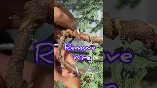 Romove Wire Bonsai [upl. by Laureen838]