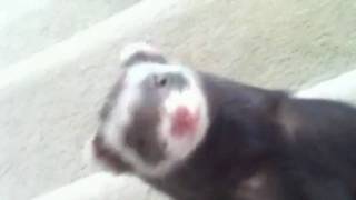 The Laughing ferret [upl. by Beattie]