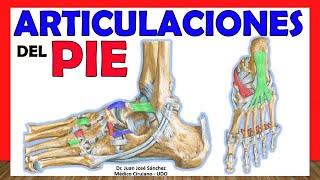 🥇 ARTICULACIONES DEL PIE Anatomía rápida fácil y sencilla [upl. by Yerhcaz]