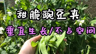 How to grow sugar snap peas from seeds [upl. by Radman]