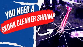 Skunk Cleaner Shrimp Easy To Care For Cleaner For Your Reef Aquarium [upl. by Zulaledairam]