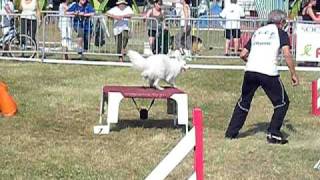 UNAU Volpino Italiano manche 1 agility cat B [upl. by Idnim]