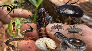 hunting in the habitat of madagascar cockroachesmillipedescentipedes [upl. by Ensoll]