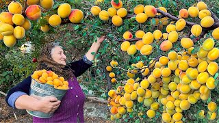 Harvesting Fresh and Large Apricots and Making Lots of Jam for Winter [upl. by Anirroc]