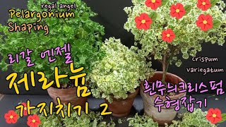 리갈엔젤 제라늄 가지치기2흰무늬크리스펌 수형만들기 Regal Angel Pelargonium pruning shaping [upl. by Misty910]