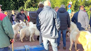 Abreise der nicht verkauften Ponys 04112024 Pferdemarkt in Hedel NL [upl. by Airom775]