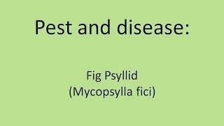 Fig Psyllid Mycopsylla fici [upl. by Buffy]