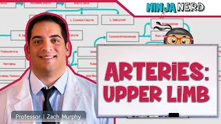 Circulatory System  Pulmonary Circulation [upl. by Jessen]