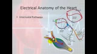 Basic Electrophysiology part 3  Electrical Anatomy part 1 [upl. by Haliak700]