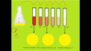 Serial dilution technique and its Calculation Pour plate and Spread plate technique [upl. by Jagir]