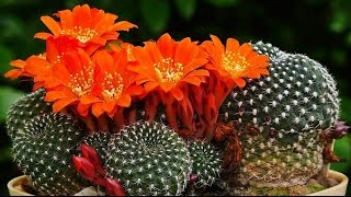 Rebutia Blüten [upl. by Dodge]