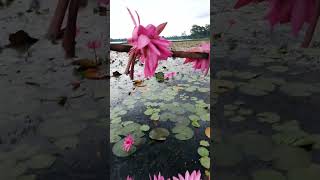 Barisal Wazirpur MunicipalityShapla Billnational flowerVery beautiful view [upl. by Suelo]