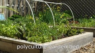 Confuse Garden Pests with Polycultures [upl. by Yrahk]