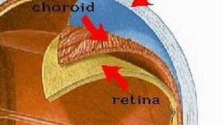 How the Body Works  Cross Section of an Eyeball [upl. by Adas590]