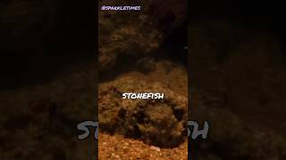 Venomous fish might be waiting for you near stones be very careful shorts [upl. by Ahsilahk764]