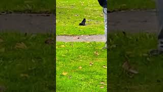 shortsvideo black squirrel animals play walkthrough canada park naturebeautiful cute [upl. by Fredek930]