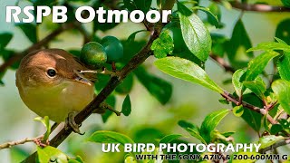 Bird Photography at RSPB Otmoor with the Sony A7IV amp Sony FE 200600mm F5663 G OSS [upl. by Cousin778]