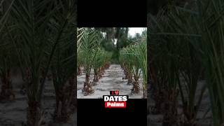 Dates palm  Dates Garden [upl. by Catlaina]