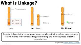 The relationship between Linkage Independent Assortment Crossing Over and Homologous recombination [upl. by Aed]