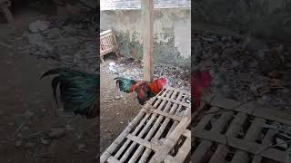 Ayam jago no ubal murah cuma RP 150000 di pasar ayam kertosono pasarayam ayamkampung ayammurah [upl. by Llecrep]